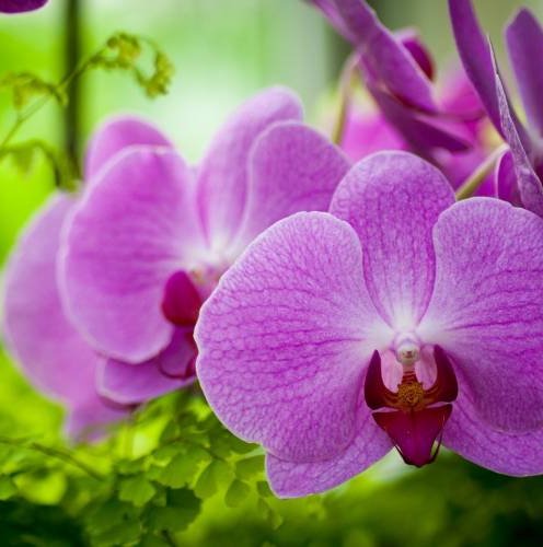 орхидеи орхидеи